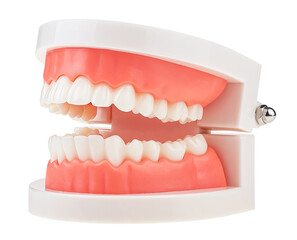Anatomical plastic model of an open human jaw isolated on a white background. Educational material for prosthodontists.