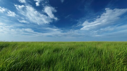 Fototapeta premium A wide green field stretches across the land with bright grass swaying in the breeze set against a blue sky filled with soft white clouds during daytime.