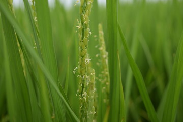 白く小さい イネの花
