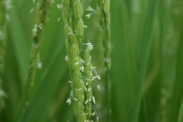 白く小さい イネの花