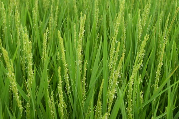 白く小さい イネの花