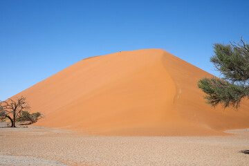Sweeping view of a massive sand dune rising beneath a clear blue sky in the Namib Desert, with sparse desert trees framing the foreground.