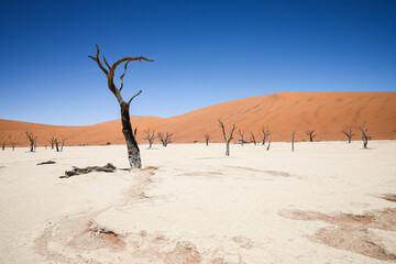 Iconic dead camelthorn trees scattered across the bright white clay pan of Deadvlei, framed by towering orange dunes and a deep blue desert sky.