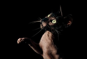 Portrait of Lykoi cat looking curious away and raises its paw, isolated on black background. 