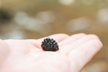 ripe black blackberry on the palm of your hand