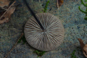 This is what the mushroom cap looks like from the bottom