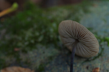This is what the mushroom cap looks like from the bottom
