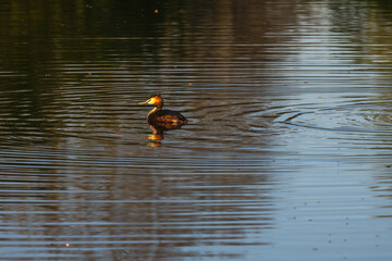 A Great Crested Grebe with its distinctive head plumage swims on dark, calm water. It creates concentric ripples, and golden light reflects on the surface