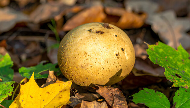 Earthy puffball mushroom resting on colorful forest floor in sunlight - Powered by Adobe