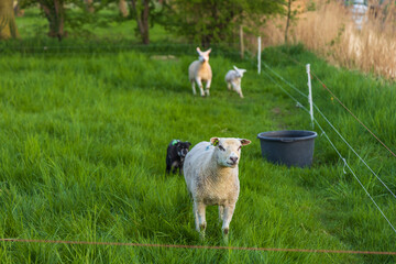 Adult black and white sheep and lambs stand on a lush green pasture fenced with electric wire, a dark bucket in the background