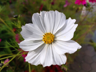 white cosmos flower blooms. Garden flower close-up. Flowering plant