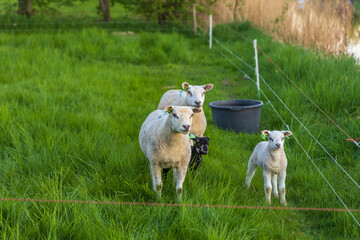 Adult black and white sheep and lambs stand on a lush green pasture fenced with electric wire, a dark bucket in the background