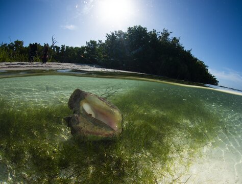 A Queen conch in shallow waters with mangrove in the background