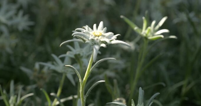 Close-up Edelweiss flowers on blurred green leaves edelweiss flower field background. Edelweiss is a rare flower plant in Leontopodium genus native to the European Alps carries symbolism of devotion