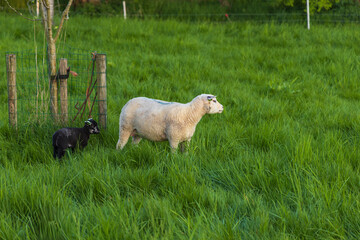Adult black and white sheep and lambs stand on a lush green pasture fenced with electric wire, a dark bucket in the background
