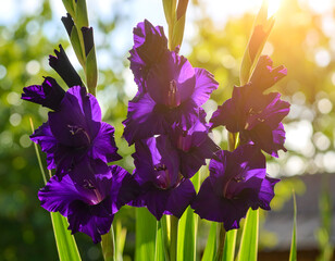 Dramatic purple gladiolus flowers in bloom under warm sunlight outdoors