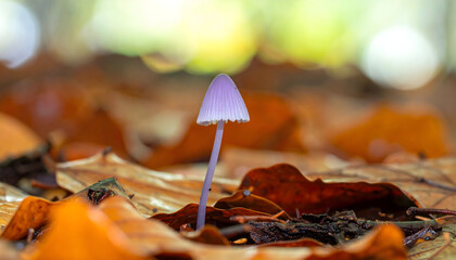 Delicate purple mycena mushroom standing tall in autumnal forest leaves