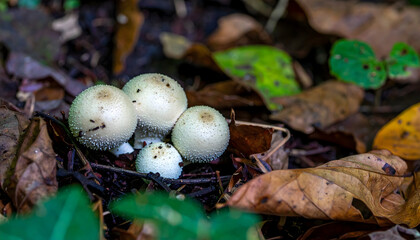 Delicate white mushrooms amidst decaying autumn leaves on forest floor