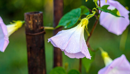 Delicate morning glory flower close up with soft light and natural setting