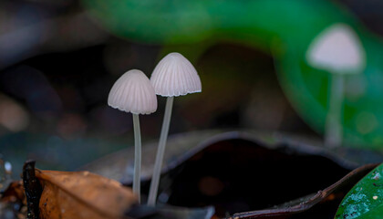 Delicate white mushrooms growing in forest floor natural woodland environment