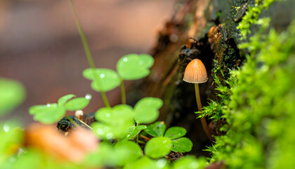 Delicate mushroom growing among moss and clover in quiet forest setting