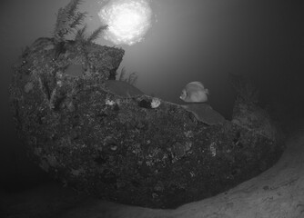 Stern of a sunken fishing boat, constructed of ferrocement. Covered in coral and gorgonians, it provides shelter for fish.
