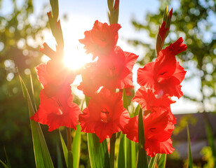 Dramatic red gladiolus flowers in sunlight outdoor floral close up
