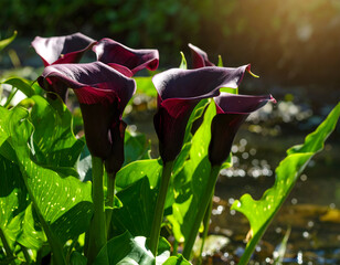 Dramatic purple calla lilies in sunlight floral elegance and natural beauty