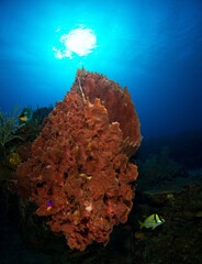 Giant Barrel sponge in the middle of the frame, with the sun in the background 