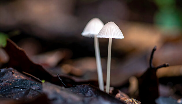 Delicate white mushrooms growing on forest floor during autumn season - Powered by Adobe