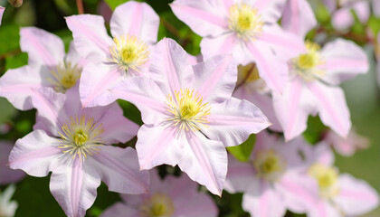 Delicate pink clematis flowers blooming in spring garden sunlight