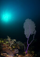 living fragment of a Sea fan on the reef