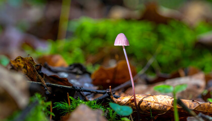 Delicate pink mushroom growing in forest with green moss and fallen leaves