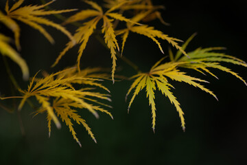 Delicate Garden Maple Leaves in Autumn / 秋の庭先に揺れる繊細な紅葉
