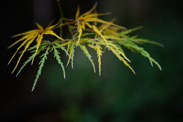 Delicate Garden Maple Leaves in Autumn / 秋の庭先に揺れる繊細な紅葉