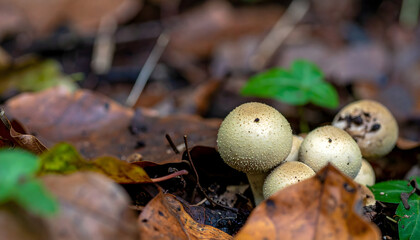 Delicate mushrooms grow amidst autumn leaves in tranquil woodland scene
