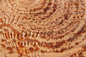 Cross-section of a pine log with visible growth rings, resin drops, and knots that highlight the natural texture of the wood and organic patterns.