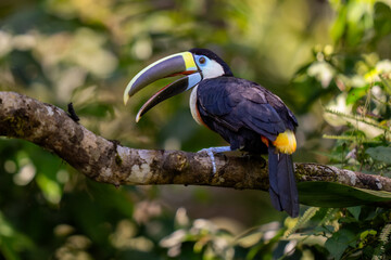 White-throated toucan (Ramphastos tucanus) bird sitting on a branch deep in the jungle, Manu national park, Cusco, Peru