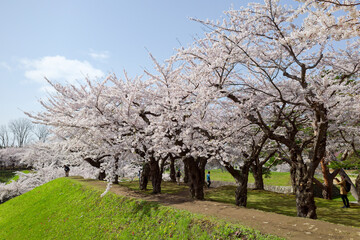 Fototapeta premium 五稜郭公園の桜
