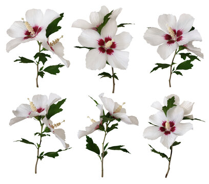 White with red heart rose of Sharon flower, Althea (Hibiscus Syriacus), isolated, png. for bouquet and delicate floral composition