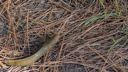 Banana Slug Crawling on a Carpet of Pine Needles