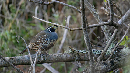 Male California Quail Perched on a Lichen-Covered Branch