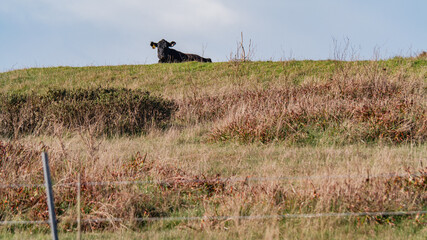 Black Cow Resting on the Horizon of a Grassy California Hill