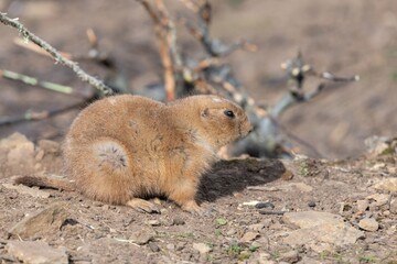 Portrait of a groundhog (marmota monax)