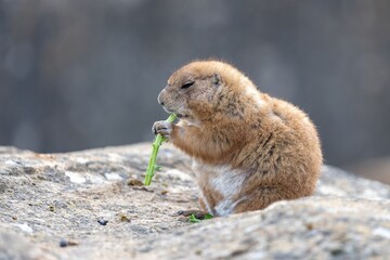 Portrait of a groundhog (marmota monax) eating