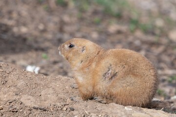 Portrait of a groundhog (marmota monax)