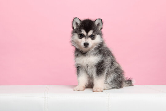 Cute pomsky puppy sitting on a pink background looking at the camera