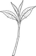 Monochrome Illustration of Organic Green Tea Leaf