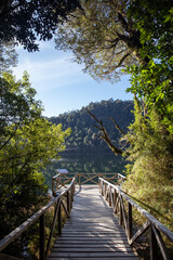 wooden bridge in the forest