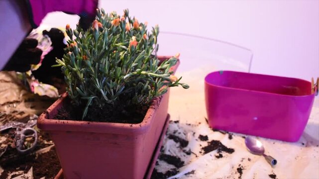 Springtime indoor repotting of a green houseplant by a woman wearing purple gloves at home passionate gardener in a cozy urban apartment 3